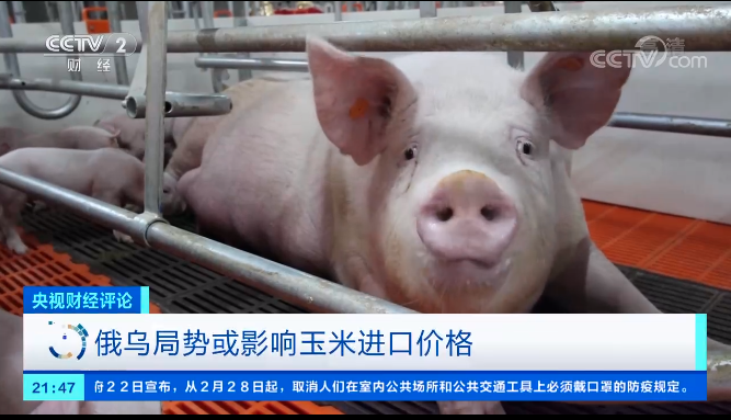 俄乌开战！对我国畜牧业有一定的影响，正邦和温氏等多家企业回应