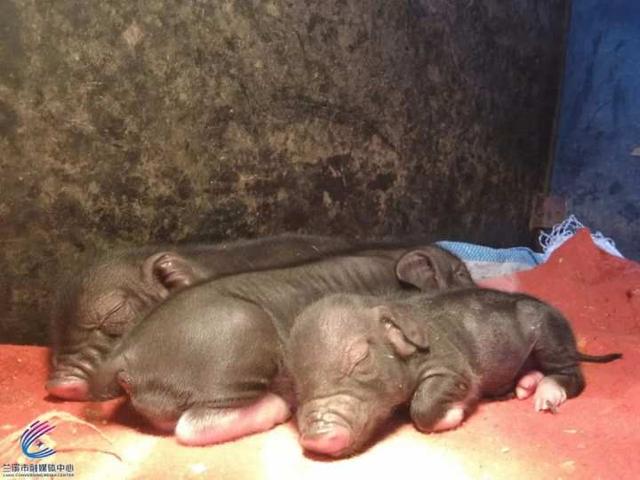 2022.05.27-今日猪价全国各地涨跌有之，仔猪价格连涨8周创近8个月最高价；国家库猪肉收储成交率100%；国内又有克隆猪培育成功