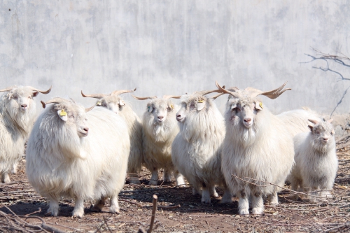 国家地理标志农产品——辽宁绒山羊