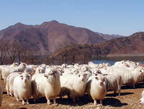 国家地理标志农产品——辽宁绒山羊