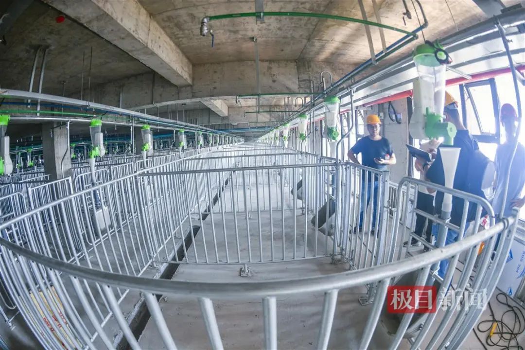 内部细节曝光！26层养猪大楼开启工业化养殖新模式，一键控制3万个点位饲料投喂