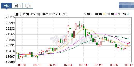 2022.08.17-今日猪价大面积上涨，猪价横盘局势近期能打破？非瘟疫苗出厂价预计25元；正邦长期和短期债务均很大，经营非常紧张