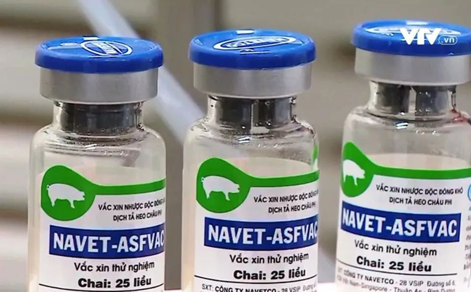 突发！越南非瘟疫苗出问题了！越南紧急暂停使用非洲猪瘟疫苗的接种