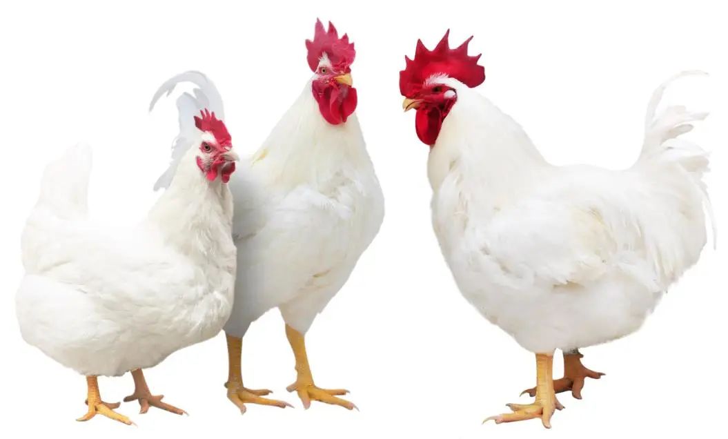 5-7月引种量为0，农业农村部：加快我国自主培育白羽肉鸡品种推广应用