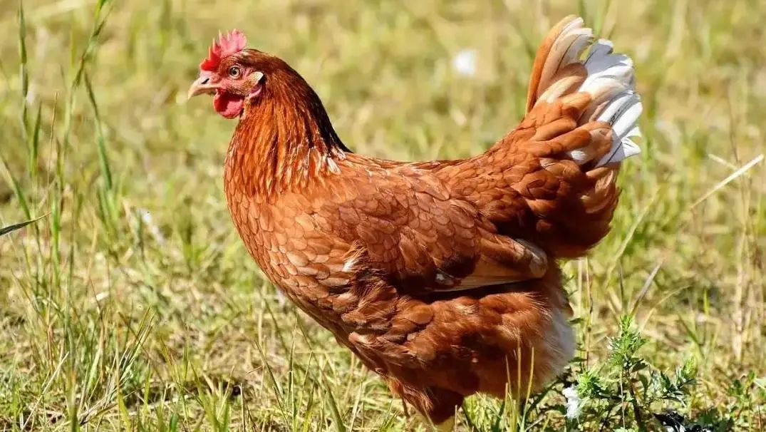 2023年2月份肉鸡生产和市场分析