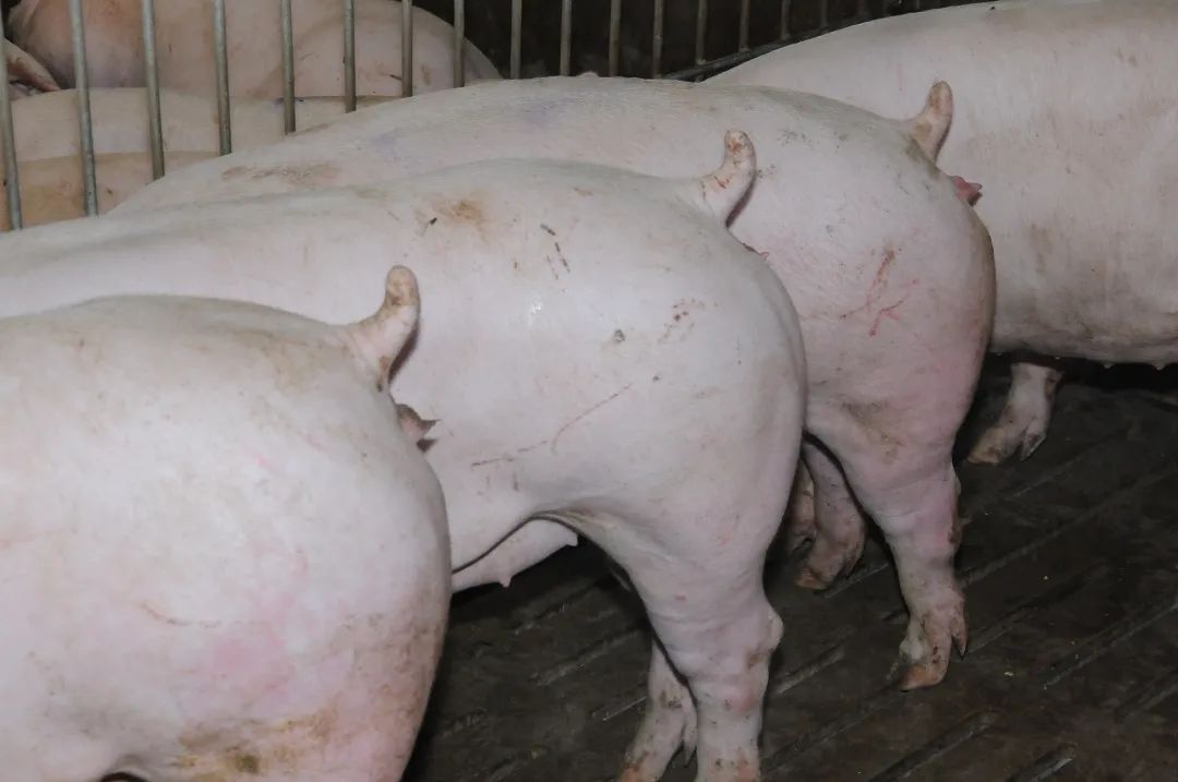 牧原的商品猪、种猪和仔猪有什么优势？