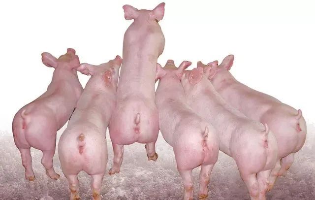 牧原的商品猪、种猪和仔猪有什么优势？
