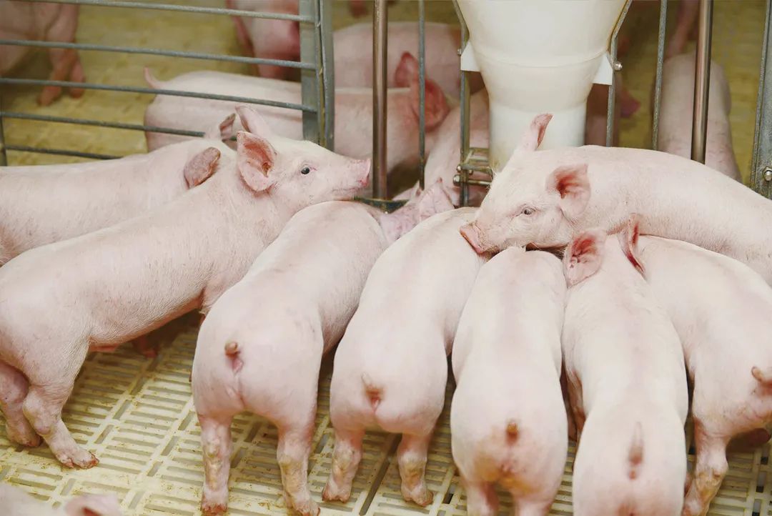 牧原的商品猪、种猪和仔猪有什么优势？