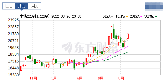 2022.08.28-今日猪价全国大面积上涨，6省突破12元，中秋给猪价能带来多大影响？新希望原副总裁韩继涛接任网易未央CEO