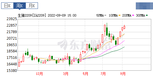 2022.09.11-今日猪价