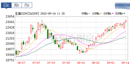 2022.09.14-今日猪价,广东上涨至12.6元