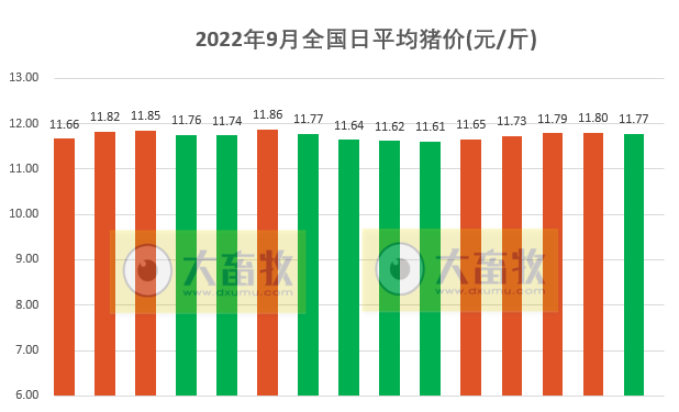 2022.09.15-今日猪价