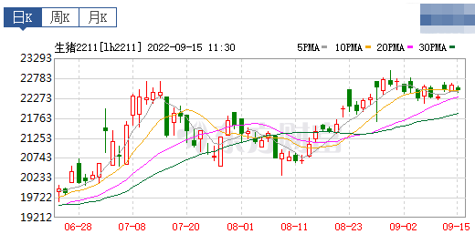 2022.09.15-今日猪价