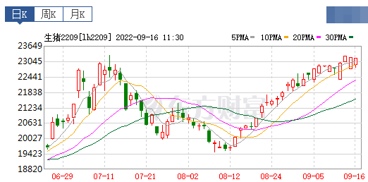 2022.09.16-今日猪价