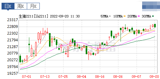 2022.09.20-今日猪价，突破阶段性高点