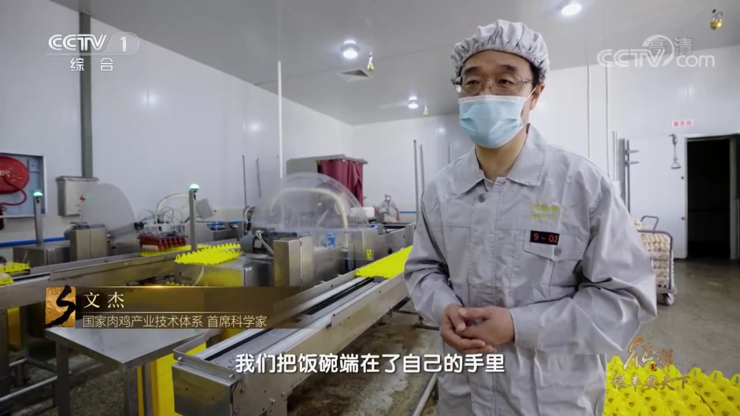 在鸡肉问题上，我们把饭碗端在了自己的手里——大型纪录片《征程》之白羽肉鸡篇