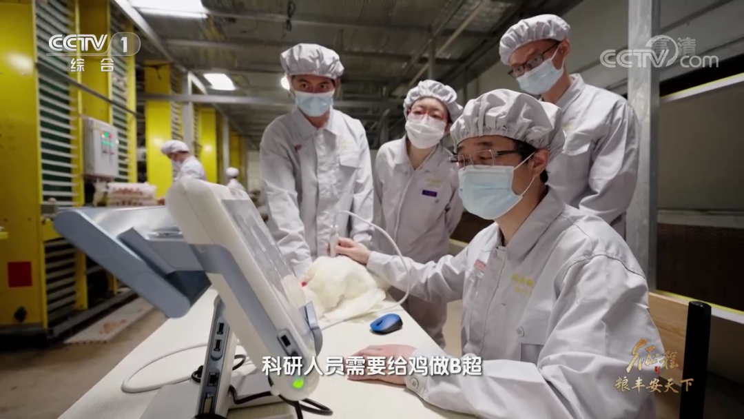 在鸡肉问题上，我们把饭碗端在了自己的手里——大型纪录片《征程》之白羽肉鸡篇