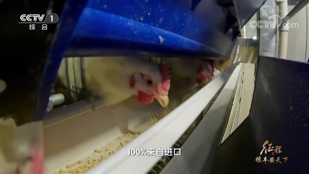 在鸡肉问题上，我们把饭碗端在了自己的手里——大型纪录片《征程》之白羽肉鸡篇