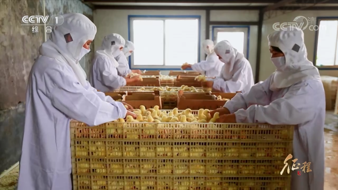 在鸡肉问题上，我们把饭碗端在了自己的手里——大型纪录片《征程》之白羽肉鸡篇