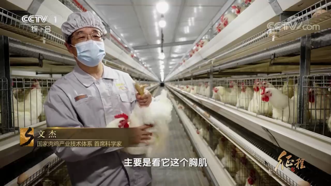 在鸡肉问题上，我们把饭碗端在了自己的手里——大型纪录片《征程》之白羽肉鸡篇