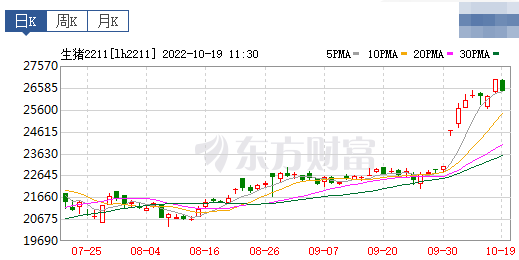 2022.10.19今日猪价，一夜翻红