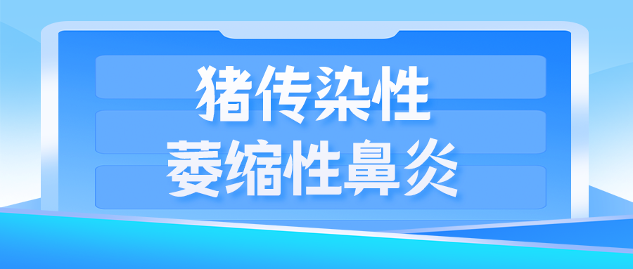 秋季常发猪病--猪萎缩性鼻炎
