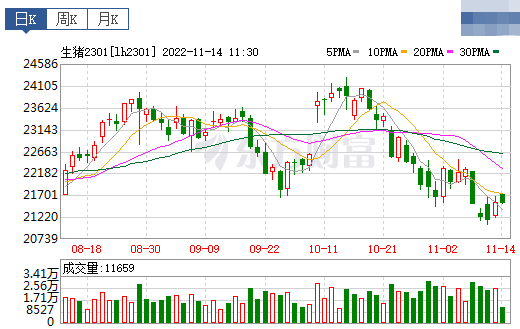2022.11.14今日猪价