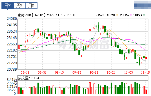 2022.11.15今日猪价