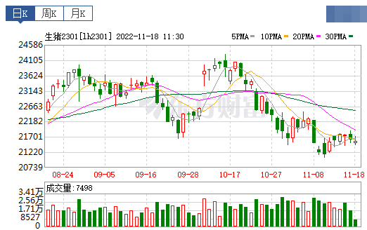 2022.11.18今日猪价