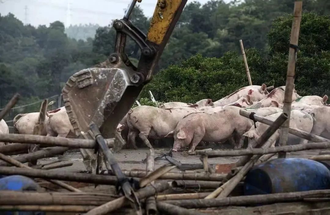 文昌京基智农被罚981万元！牧原、温氏、正邦、新希望等一众猪企都曾因此被罚......