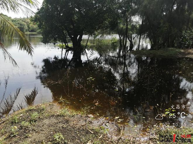 文昌京基智农被罚981万元！牧原、温氏、正邦、新希望等一众猪企都曾因此被罚......