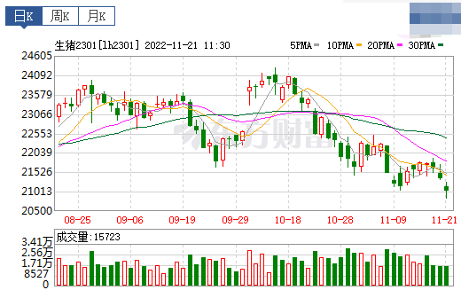 2022.11.21今日猪价