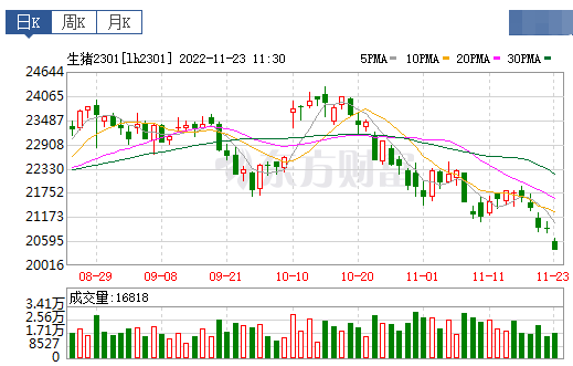 2022.11.23今日猪价