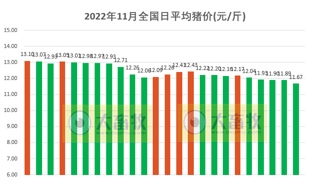 2022.11.24今日猪价