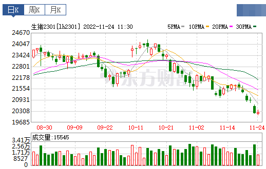 2022.11.24今日猪价