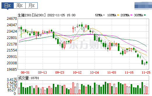 2022.11.26今日猪价
