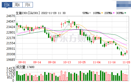 2022.11.28今日猪价