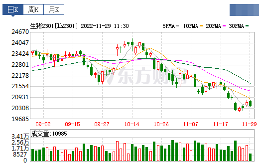 2022.11.29今日猪价