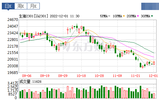 2022.12.01今日猪价