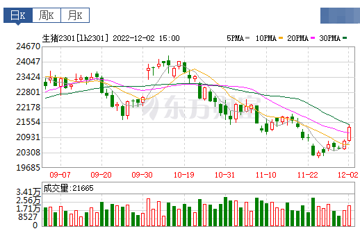 2022.12.03今日猪价