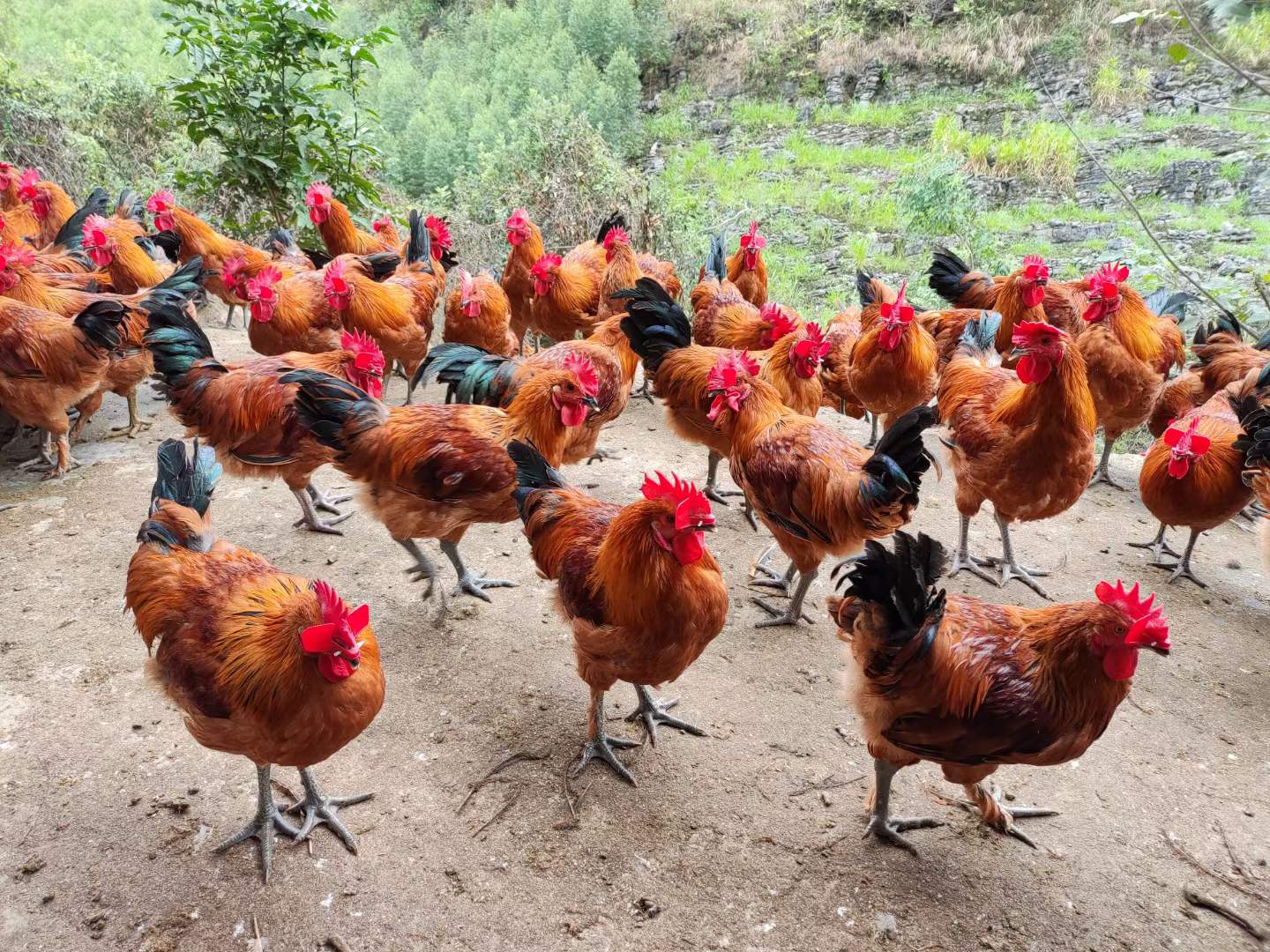 2023年9月份肉鸡生产和市场分析