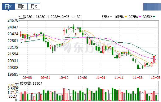 2022.12.05今日猪价