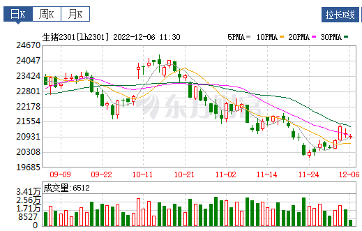 2022.12.06今日猪价