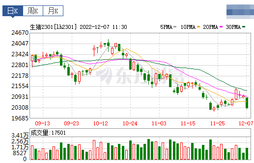 2022.12.07今日猪价