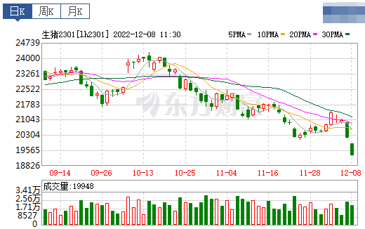 2022.12.08今日猪价
