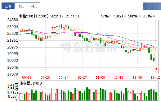 2022.12.12今日猪价