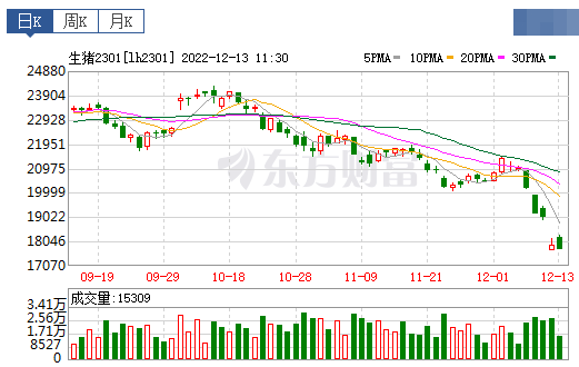 2022.12.13今日猪价