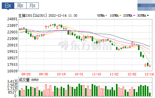 2022.12.14今日猪价，止跌反弹