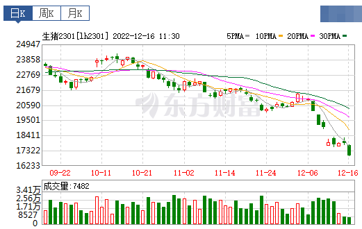 2022.12.16今日猪价
