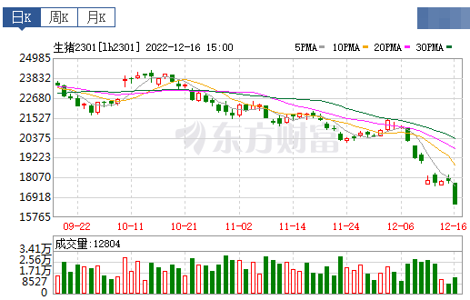 2022.12.17今日猪价